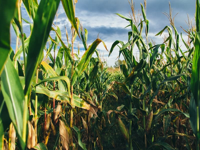 Maize farming and grain procurement