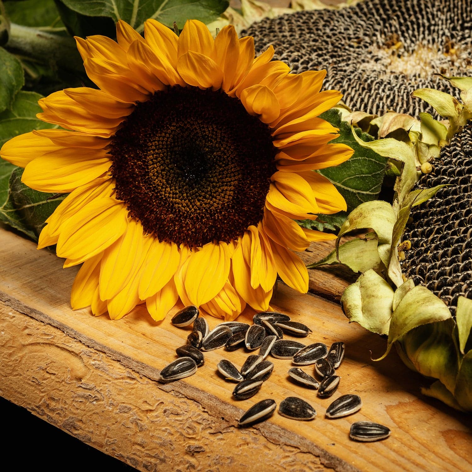 Sunflower seeds oilseed product