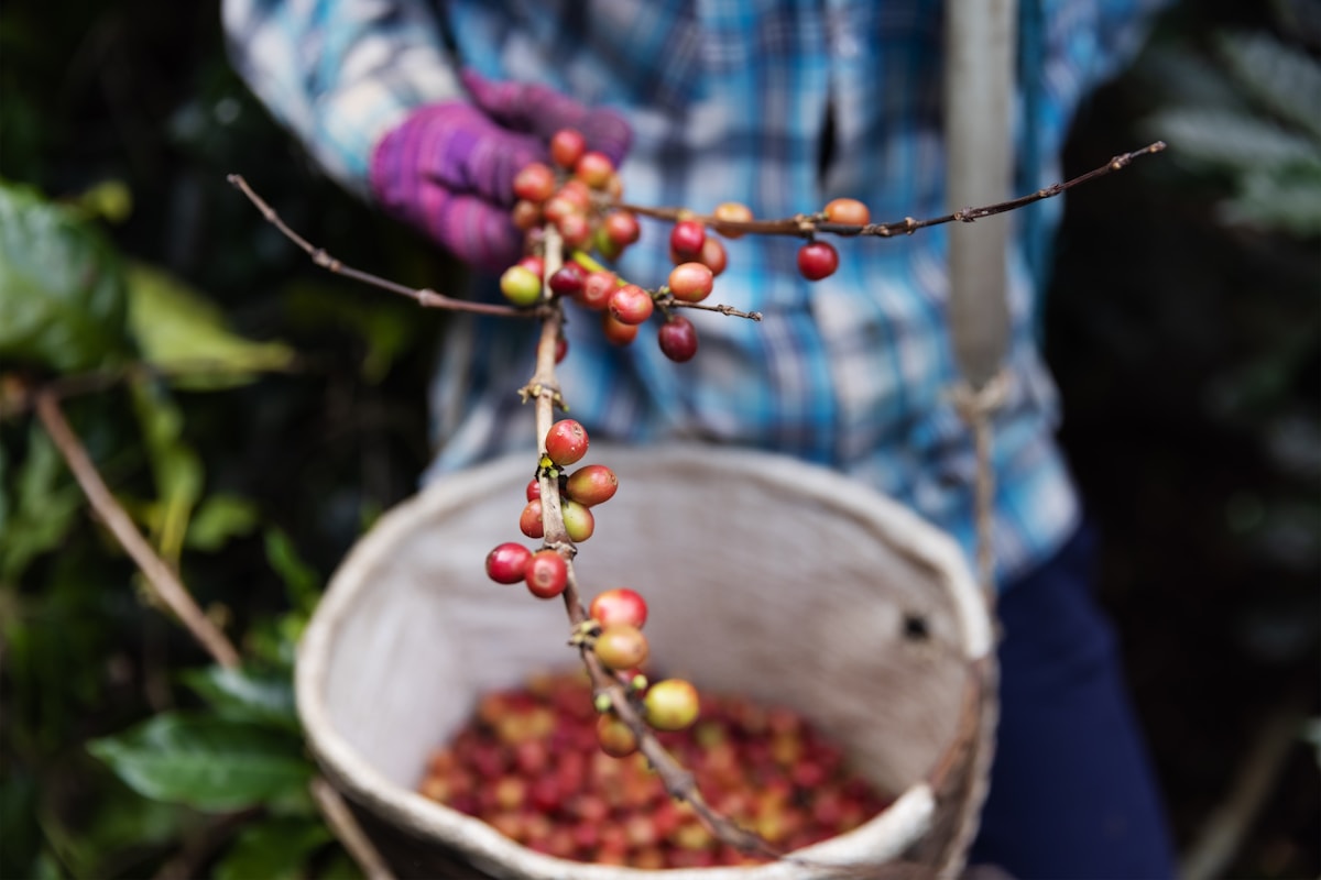 Premium Ugandan coffee beans